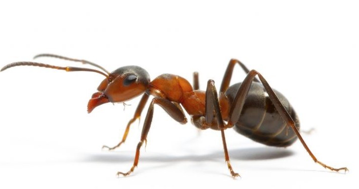 Elimina plagas hormigas